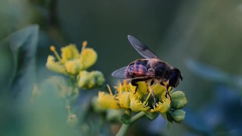 Bee Pollinating Small Yellow Flower