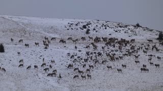Large Elk Herd Feeding Over Ridge