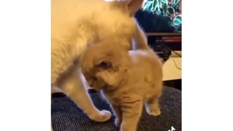 Dalmatian mom adorably plays with his son