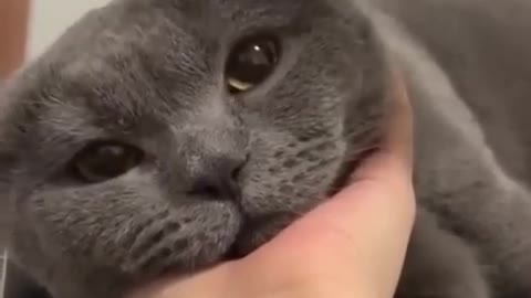The Ultimate Viral Cat Video