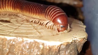 Giant millipede drinks water from a log