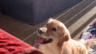 This Golden Retriever Loves Bubbles