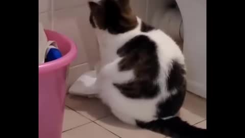 😺 Cats hate doing things - 😱 Hold back your laugh challenge(1080p)