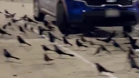 HUNDREDS OF BIRDS TAKE OVER TEXAS PARKING LOT LOOKS LIKE THE SCENE STRAIGHT FROM AN ALFRED HITCHCOCK MOVIE