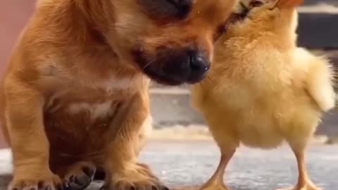 Baby duck and dog