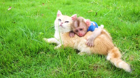 Satisfying video Cute Monkey animals - Zozo Monkey gives flower to kitty Romonkey vs Julietmeow
