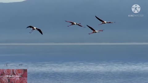 Enchanting wild habitat for its natural wealth || Beautiful natural scenery