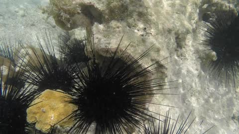 Sea Urchins