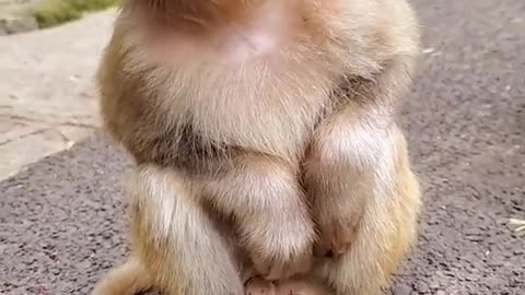 Monkey cute baby