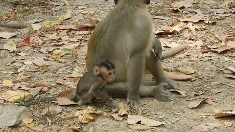 Funny animals# baby monkey playing #105# love animals.