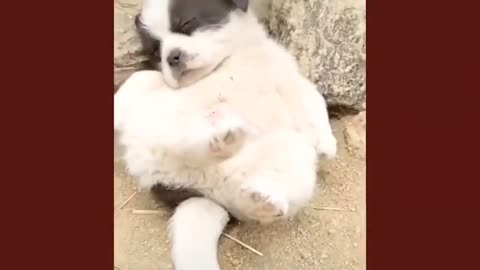 Cute dog sleeping on the back