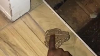 Human Makes Friends with Toad in Tulsa