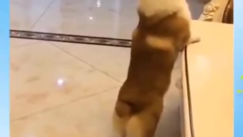 cute dog funny reaction😁😁 funny dog vidio😘baby dog funny