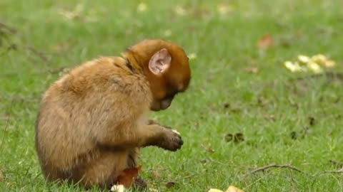 The monkey eats | cute monkey | monkey video