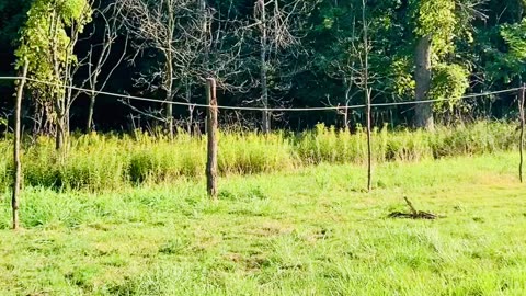 Progress building the deer fence