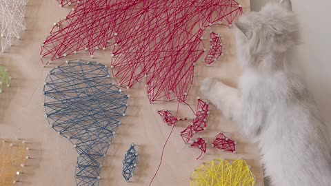 A curious cat traying to make world map