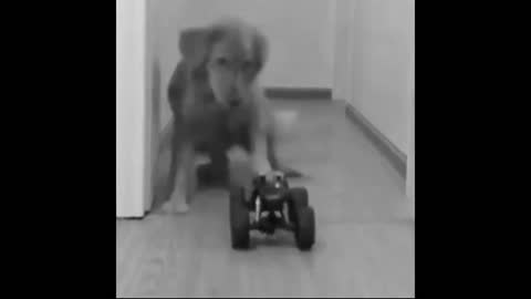 Cute Golden Retriever Puppy Got Attack by a Racing Car