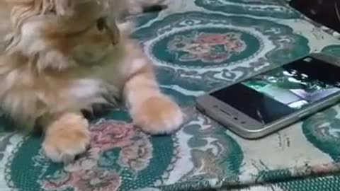 Cat just watching video