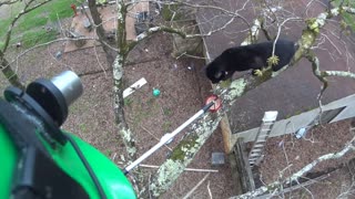 Rescuing Cat Stuck in Tree