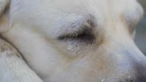 Dog Saves blind man