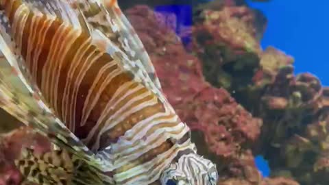 Lionfish