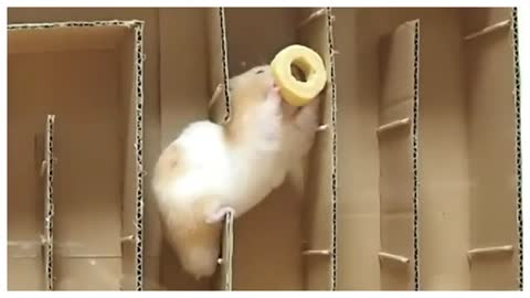 hamster in vertical maze challenge | funny maze for hamster