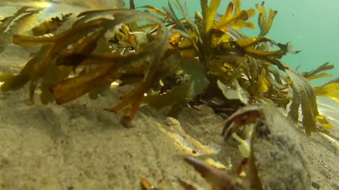 Crab Hiding in Sea Weed