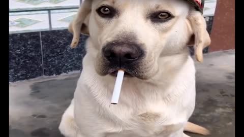 Funniest & cutest Labrador puppies #4 -funny puppy videos 2022