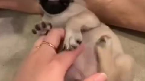 Cute Pug Puppy!