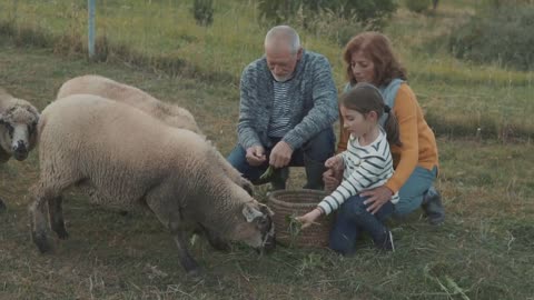 Senior couple with grandaughter feeding sheep on the farm