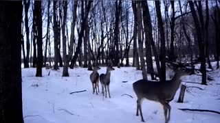 Female Deer with Grown Fawns!