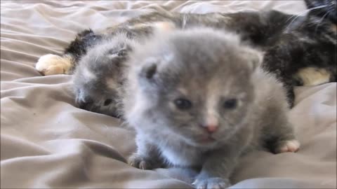 Adorable Little Kittens First Time Looking Into A Camera