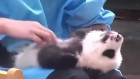 #The doctor is massaging the panda