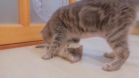 Kitten surprised by mother's intense hug is too cute.