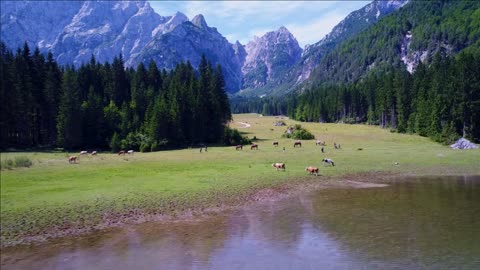 horses graze on green fieldlake lago di fusine superiore italy alps