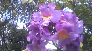 Lindas orquídeas cattleya roxa e amarela no museu de ciências [Nature & Animals]