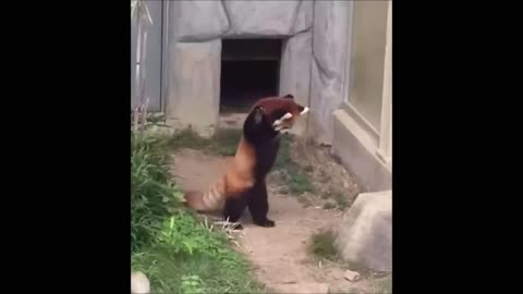 cute panda videos