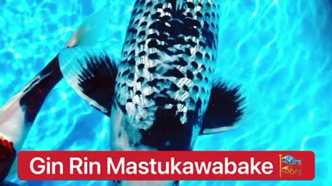 Matsukawabake known as the Dragon Koi 🔥🎏🔥 These are very rare and beautiful Koi! 🙌🐟🐠