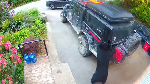 Black Bear Tries to Break into Truck