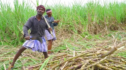 Cooking_SUGARCANE JUICE _ Making Farm Fresh Healthy Juice in Village