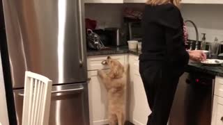 Labrador puppy reaches for food on counter in kitchen