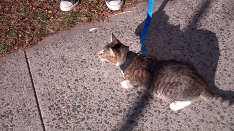 Cute cat leash wearing walk and training as training academy