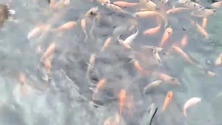 Koi Fish farm