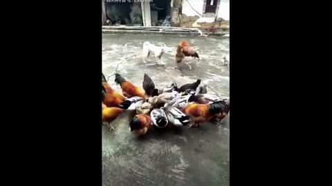 chicken vs dog and cat fights