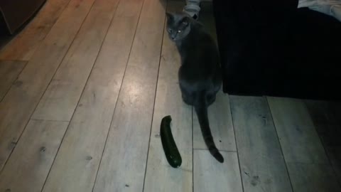 Cat Spooked Out By A Very Sneaky Zucchini