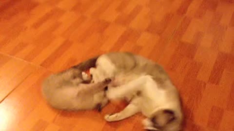 A Kitten Plays With Its Mother Cat
