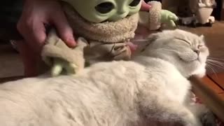 Baby Yoda loves his kitty