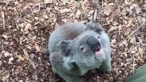 WHAT A KOALA BEAR SOUNDS LIKE....