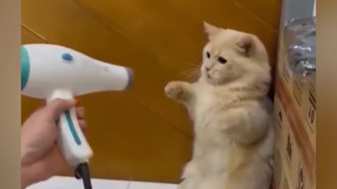 OMG So Cute ♥ Best Funny Cat Videos 2021 #31