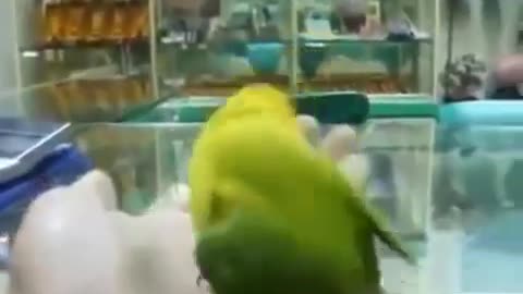 Parrot dancing and singing
